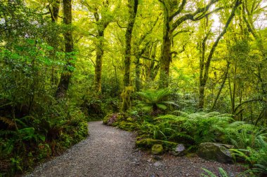 Uçurum Güz, Fiordland Milli Parkı, Milford ses, Yeni Zelanda, izlemek
