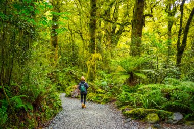 Uçurum Güz, Fiordland Milli Parkı, Milford ses, Yeni Zelanda, izlemek