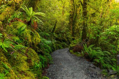 Uçurum Güz, Fiordland Milli Parkı, Milford ses, Yeni Zelanda, izlemek