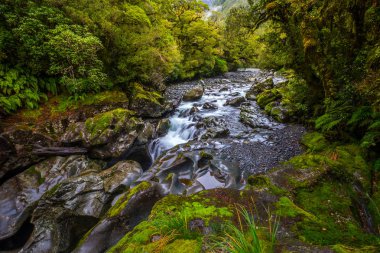 Uçurum Güz, Fiordland Milli Parkı, Milford ses, Yeni Zelanda