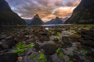 Fiordland Milli Parkı, Yeni Zelanda'nın Güney Adası ünlü bir cazibe Milford ses (Piopiotahi) olduğunu