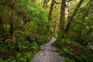 Fiordland Milli Parkı, Milford ses, Yeni Zelanda yer Gölü Marian Güz, izlemek