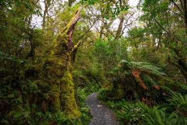 Fiordland Milli Parkı, Milford ses, Yeni Zelanda yer Gölü Marian Güz, izlemek