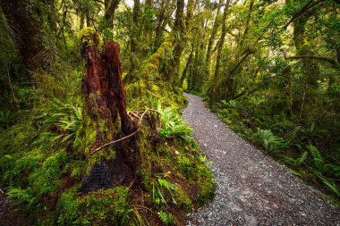 Fiordland Milli Parkı, Milford ses, Yeni Zelanda yer Gölü Marian Güz, izlemek