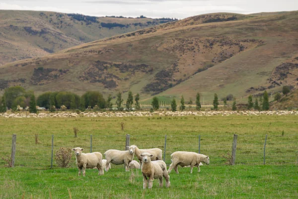 Stádo Ovcí Novém Zélandu Chov Ovcí Významný Průmysl Novém Zélandu — Stock fotografie
