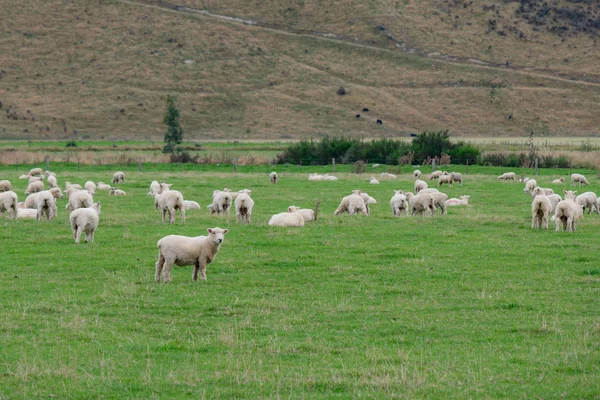 ニュージーランドの牧羊犬で羊の群れがニュージーランドの重要な産業 — ストック写真