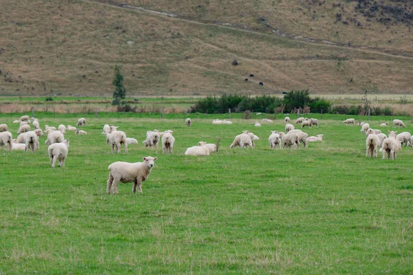 Troupeau Moutons Nouvelle Zélande Élevage Ovin Est Une Industrie Importante — Photo