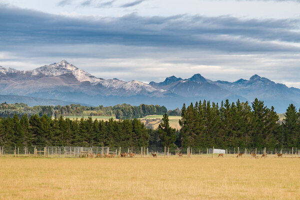 Landscape of mountain and meadow in south island of New Zealand