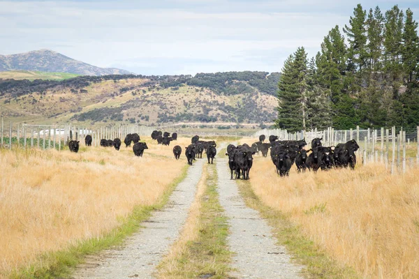 A herd of black cattle standing in the pasture in New Zealand