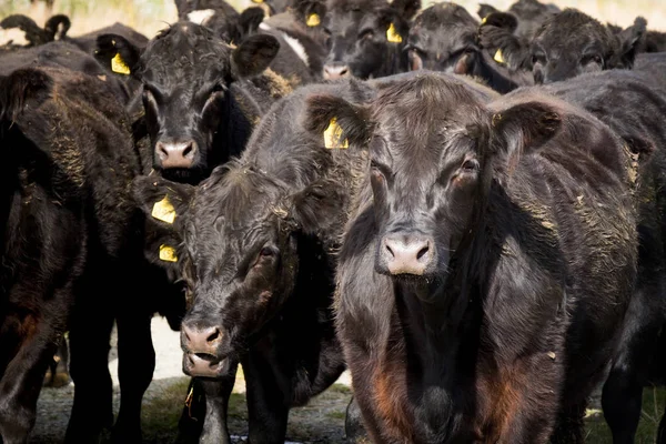 A herd of black cattle standing in the pasture in New Zealand