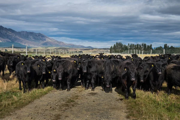 A herd of black cattle standing in the pasture in New Zealand