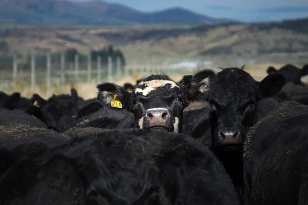 A herd of black cattle standing in the pasture in New Zealand