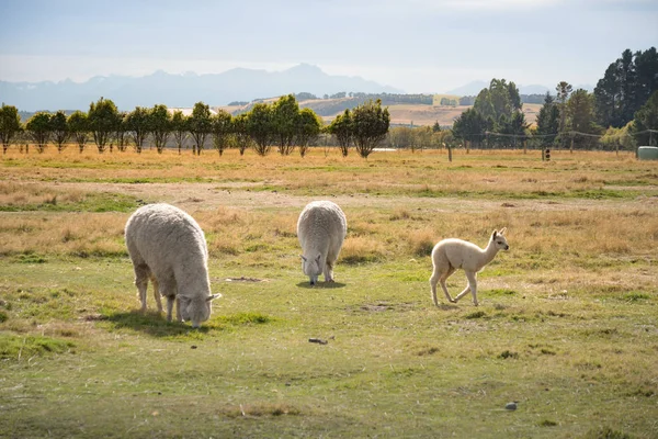 Alpacas Relaxing Glazing Pasture New Zealand — Stock Photo, Image