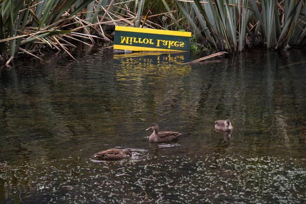 著名的吸引力在米尔福德声 峡湾国家公园 新西兰 — 图库照片
