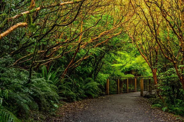 Bijhouden Kloof Vallen Het Nationaal Park Fiordland Milford Sound Nieuw — Stockfoto