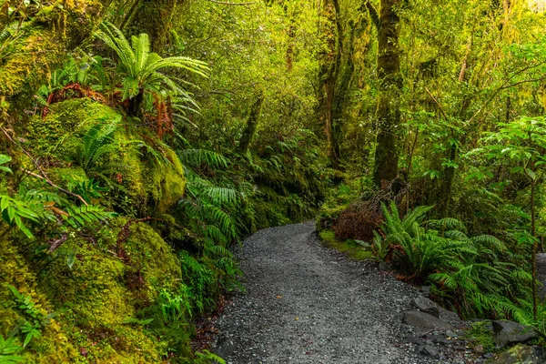 Bijhouden Kloof Vallen Het Nationaal Park Fiordland Milford Sound Nieuw — Stockfoto