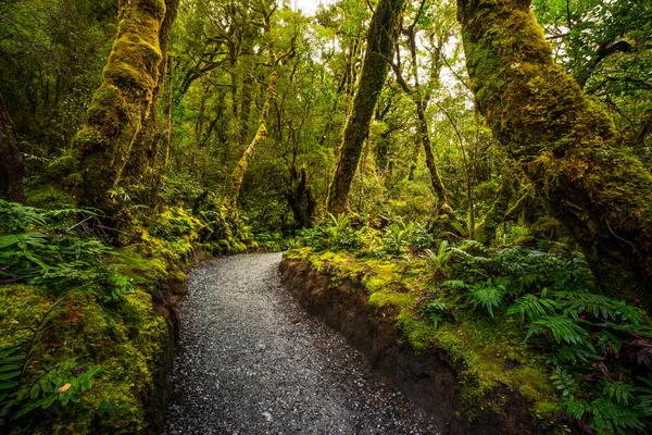 Track Chasm Fall Parque Nacional Fiordland Milford Sound Nueva Zelanda —  Fotos de Stock