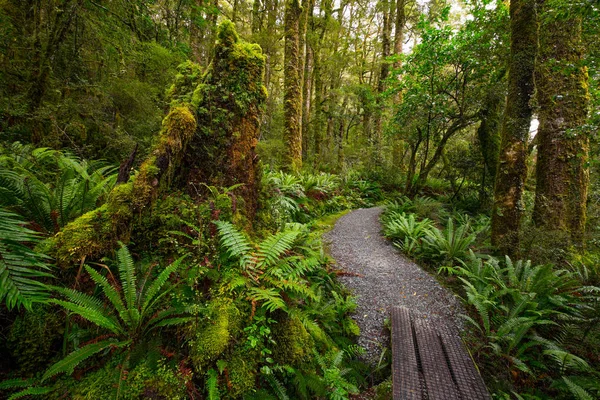 Bijhouden Lake Marian Val Gelegen Het Nationaal Park Fiordland Milford — Stockfoto