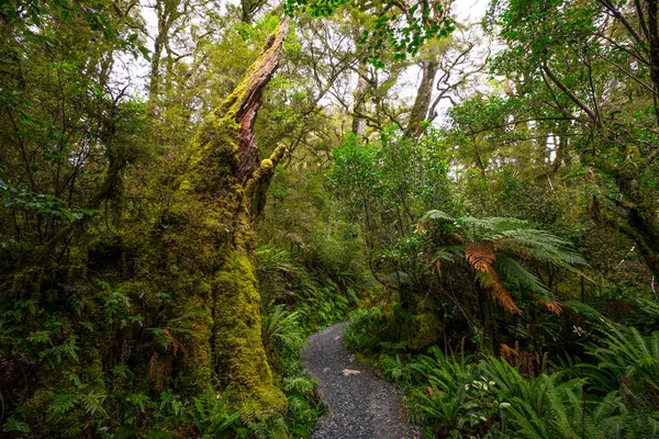 Pista Lago Marian Caída Situada Parque Nacional Fiordland Milford Sonido —  Fotos de Stock