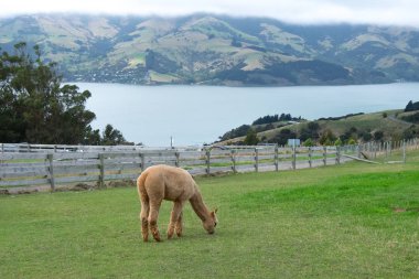 Rahatlatıcı ve mera Yeni Zelanda çevresinde cam alpaka
