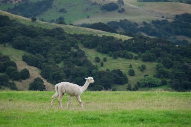 Rahatlatıcı ve mera Yeni Zelanda çevresinde cam alpaka