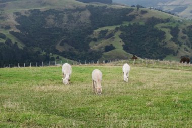 Rahatlatıcı ve mera Yeni Zelanda çevresinde cam alpaka