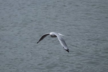 Martı Akaroa, Yeni Zelanda