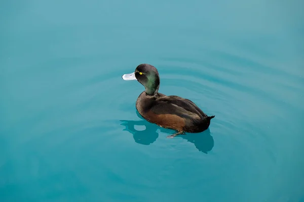 Zwevende Eend Kristalheldere Blauwe Water Buurt Van Twizel Nieuw Zeeland — Stockfoto