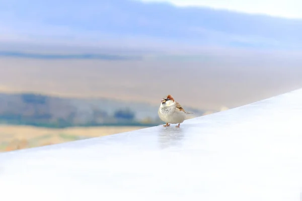 Sparrow Lake Tekapo New Zealand — Stock Photo, Image