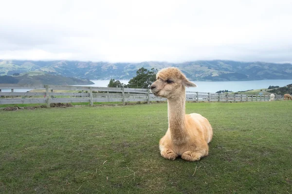 Alpacas Relaxing Glazing Pasture New Zealand — Stock Photo, Image