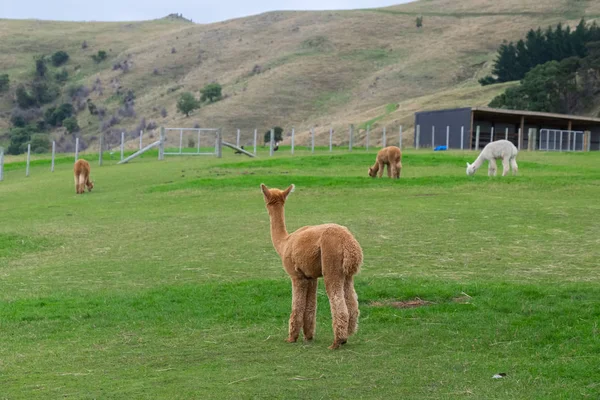 Пасовище Альпаки Розслабляє Скління Навколо Новій Зеландії — стокове фото