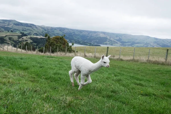 Alpacas Relaxing Glazing Pasture New Zealand — Stock Photo, Image