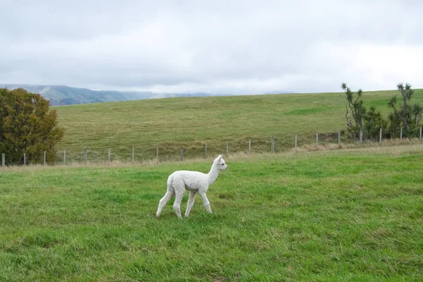 Alpacas Relaxing Glazing Pasture New Zealand — Stock Photo, Image