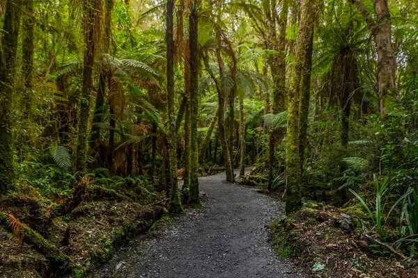 Bijhouden Lake Matheson Zoek Buurt Van Fox Gletsjer West Coast — Stockfoto