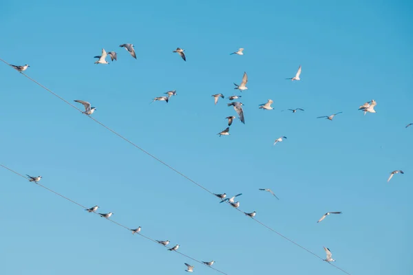 Flock Birds Relaxing Cables South Thailand — Stock Photo, Image