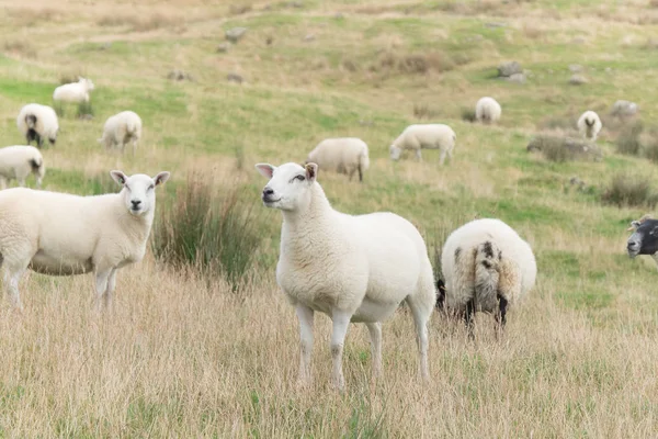 Flock Sheep Fair Head Trail Northern Ireland United Kingdom — Stock Photo, Image