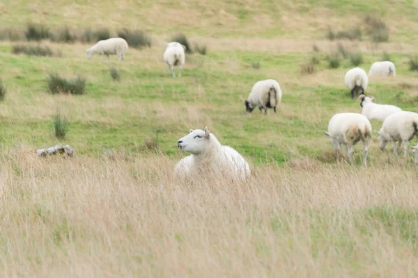 Flock Sheep Fair Head Trail Northern Ireland United Kingdom — Stock Photo, Image