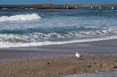 Ballycastle Beach Antrim kenarı, Kuzey İrlanda, İngiltere Causeway kıyı yolu üzerinde yer alan popüler bir turistik yer.