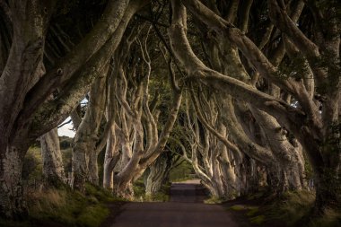 Karanlık Hedges, Armoy ve Stranocum içinde County Antrim, Kuzey İrlanda arasında yer alan. Bir cadde arasındaki Bregagh yol boyunca kayın ağaçlarının olduğu.