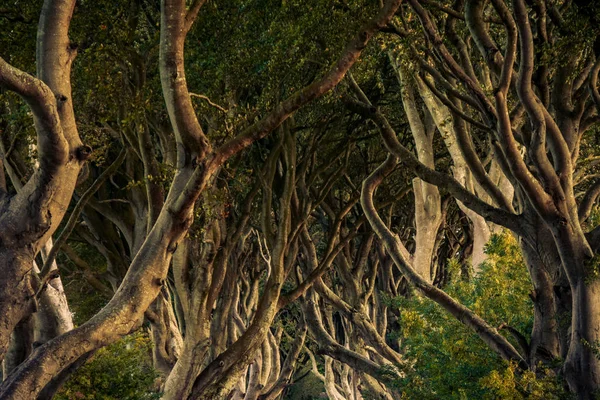 Dark Hedges Situé Entre Armoy Stranocum Dans Comté Antrim Irlande — Photo