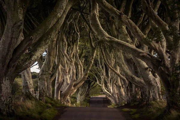 Karanlık Hedges, Armoy ve Stranocum içinde County Antrim, Kuzey İrlanda arasında yer alan. Bir cadde arasındaki Bregagh yol boyunca kayın ağaçlarının olduğu.