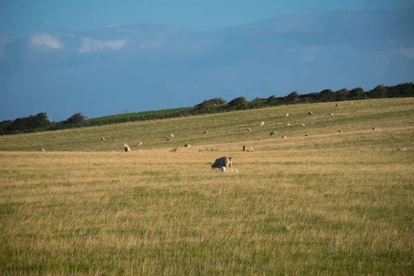 Flock Sheep Bushmill Northern Ireland United Kingdom — Stock Photo, Image