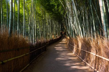 Ünlü bambu grove bir en popüler turistik yerleri Kyoto, Arashiyama District, Japonya'da bulun