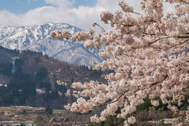 Kiraz tomurcuğunun öğretisi atış tam çiçeklenme sezon, Japonya kapatın
