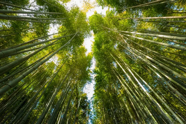 Beroemde Bamboebos Één Van Meest Populaire Toeristische Attracties Kyoto Zoek — Stockfoto