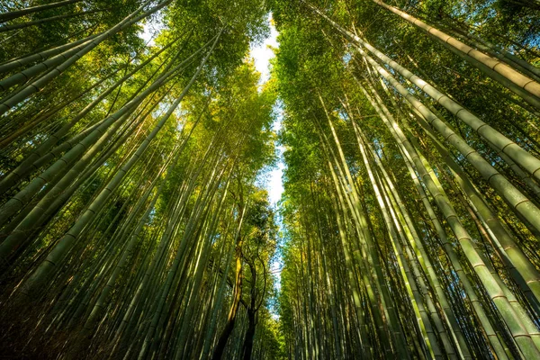 Beroemde Bamboebos Één Van Meest Populaire Toeristische Attracties Kyoto Zoek — Stockfoto