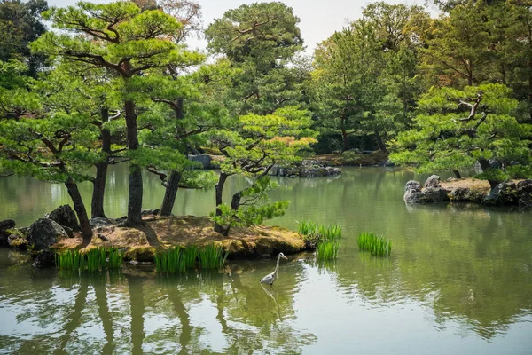 Una Grúa Parada Estanque Jardín Japonés —  Fotos de Stock