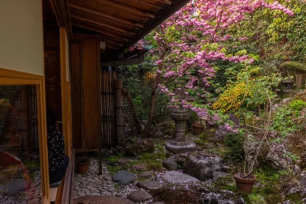Casa Jardín Estilo Japonés Con Árboles Cerezo Plena Floración Higashiyama — Foto de Stock