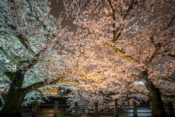 Paisagem Flor Cerejeira Flor Cheia Int Noite Takayama Japão — Fotografia de Stock