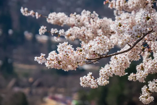 在盛开的季节樱花的镜头 — 图库照片